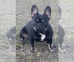 French Bulldog Puppy for sale in TAMPA, FL, USA