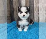 Puppy Nova Pomsky