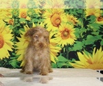 Colt - Male Yorkiepoo mix (+ Poodle Toy) Puppy for Sale - Photo #27