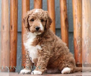 Goldendoodle (Miniature) Puppy for sale in ELKHART, IN, USA