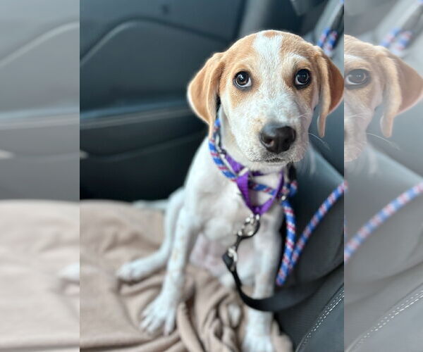 Medium Photo #5 Catahoula Leopard Dog Puppy For Sale in GILBERTS, IL, USA