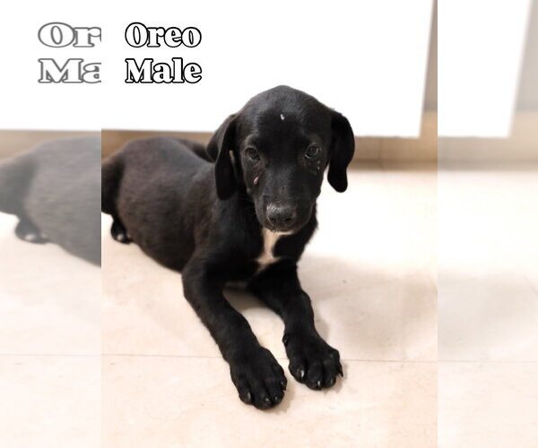 Medium Photo #1 Labrador Retriever-Unknown Mix Puppy For Sale in Jefferson, NJ, USA