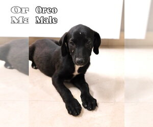 Labrador Retriever-Unknown Mix Dogs for adoption in Jefferson, NJ, USA