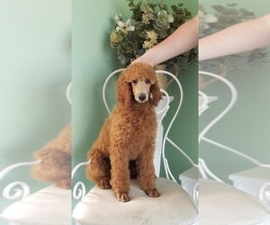 Poodle (Standard) Puppy for sale in ELSBERRY, MO, USA