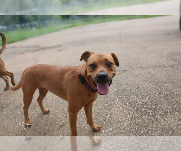 Medium Photo #4 American Pit Bull Terrier Puppy For Sale in Southbury, CT, USA