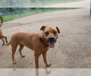 Lois - Female American Pit Bull Terrier Dog for Adoption - Photo #4