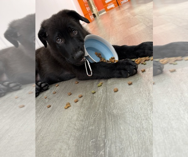 Medium Photo #10 German Shepherd Dog Puppy For Sale in HAMILTON, VA, USA