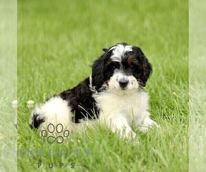 Bernedoodle (Miniature) Puppy for sale in NEW HOLLAND, PA, USA