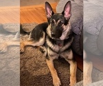 Small Photo #1 Alusky-German Shepherd Dog Mix Puppy For Sale in CUMBERLAND, RI, USA