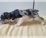 Small Photo #1 Schnauzer (Miniature) Puppy For Sale in CANBY, OR, USA