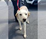 Small #1 Labrador Retriever Mix