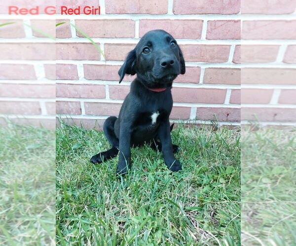 Medium Photo #7 Australian Shepherd-English Cream Golden Retriever Mix Puppy For Sale in CLEARVILLE, PA, USA