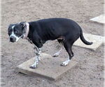 Small #2 Staffordshire Bull Terrier Mix