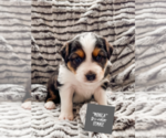 Small Photo #2 Australian Shepherd Puppy For Sale in VESTA, MN, USA