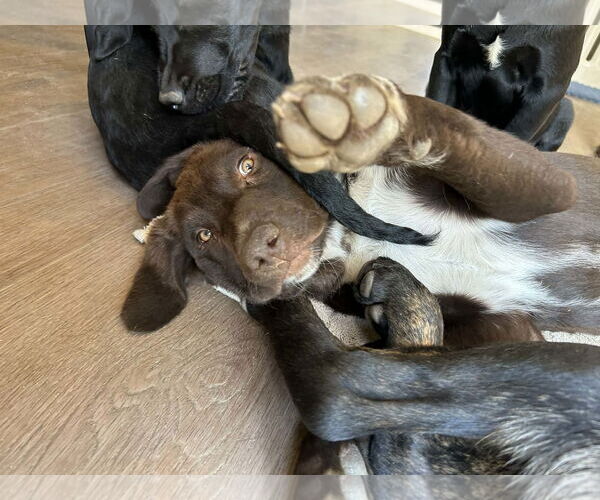 Medium Photo #3 Labrador Retriever Puppy For Sale in Clovis, CA, USA