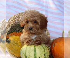 Cavapoo Puppy for sale in THORP, WI, USA