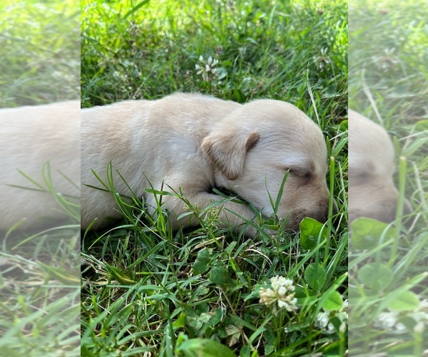 Medium Photo #4 Labrador Retriever Puppy For Sale in ADA, OK, USA