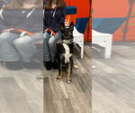 Small #2 German Shepherd Dog Mix