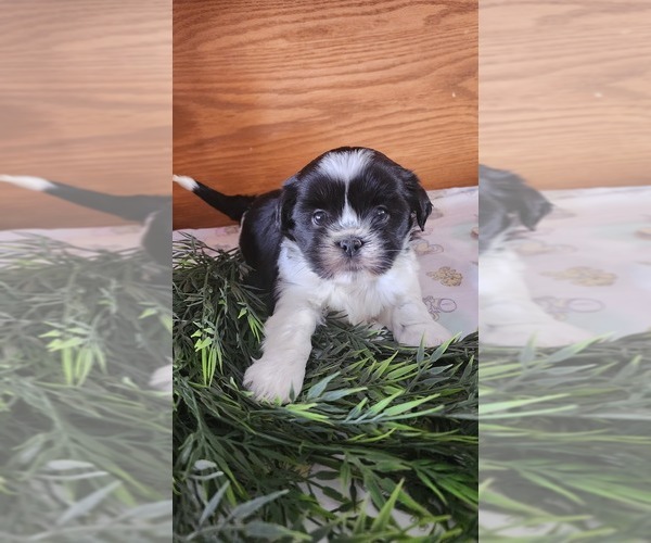 Medium Photo #15 Shih Tzu-Zuchon Mix Puppy For Sale in GREENWOOD, WI, USA