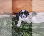 Small Photo #15 Shih Tzu-Zuchon Mix Puppy For Sale in GREENWOOD, WI, USA