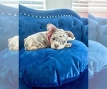 Small Photo #8 French Bulldog Puppy For Sale in DENVER, CO, USA