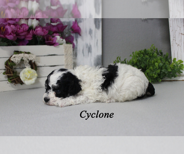 Medium Photo #4 Poodle (Toy) Puppy For Sale in CHANUTE, KS, USA