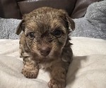 Puppy Chewie Maltipoo-Yorkshire Terrier Mix
