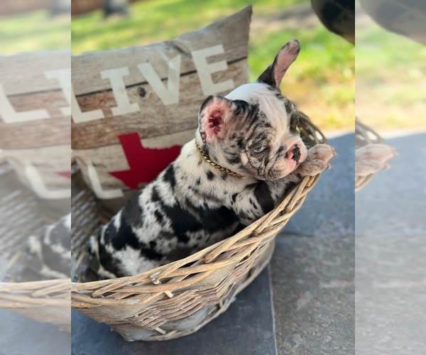Medium Photo #6 French Bulldog Puppy For Sale in PEARLAND, TX, USA