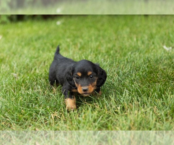 Medium Photo #5 Dachshund Puppy For Sale in MILFORD, IN, USA