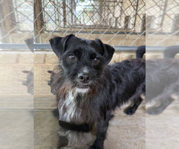 Medium Photo #3 Mutt Puppy For Sale in San Leon, TX, USA