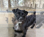 Small #2 Mutt