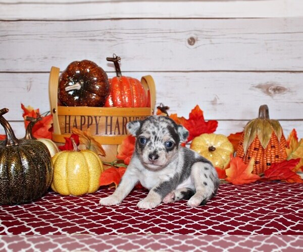 Medium Photo #2 Chihuahua Puppy For Sale in CHARLESTON, AR, USA