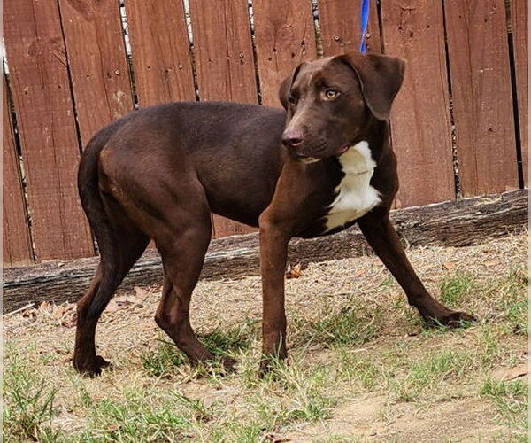 Medium Photo #3 Labrador Retriever-Unknown Mix Puppy For Sale in Wetumpka, AL, USA