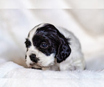 Small Photo #2 Cocker Spaniel Puppy For Sale in SALEM, OR, USA