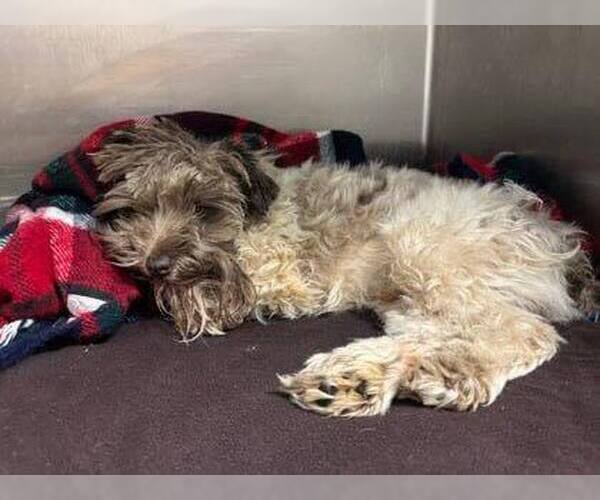 Medium Photo #4 Mutt Puppy For Sale in New York, NY, USA