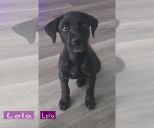 Lola - Female Labrador Retriever-Unknown Mix Dog for Adoption - Photo #2