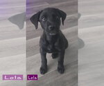 Small Photo #2 Labrador Retriever-Unknown Mix Puppy For Sale in Alexander, AR, USA