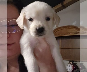 English Cream Golden Retriever Puppy for sale in INDIAN TRAIL, NC, USA