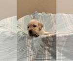 Black female - Female Labrador Retriever Puppy for Sale - Photo #2