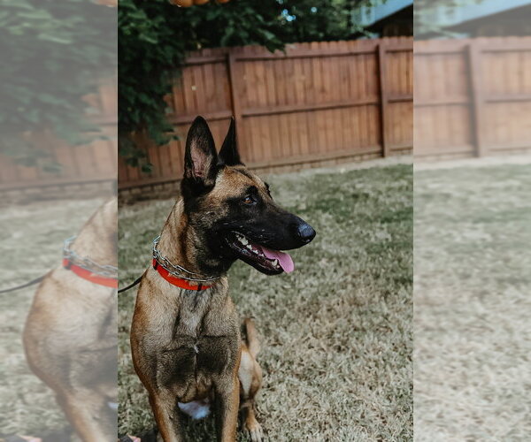 Medium Photo #3 Mutt Puppy For Sale in Imlay City, MI, USA