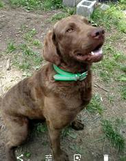 Father of the Chesapeake Bay Retriever puppies born on 06/18/2018