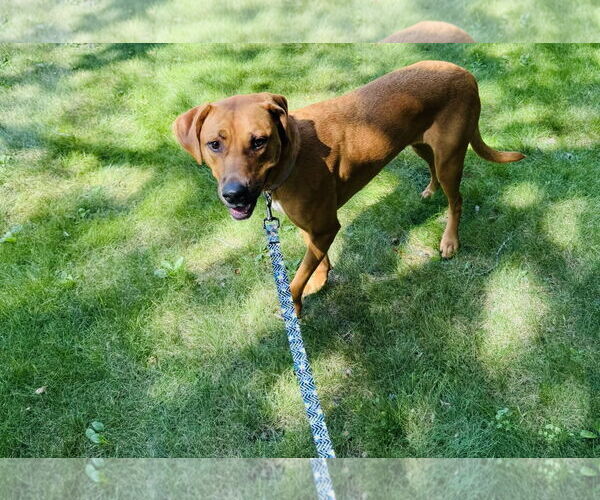 Medium Photo #3 Labrador Retriever-Rhodesian Ridgeback Mix Puppy For Sale in Princeton, MN, USA