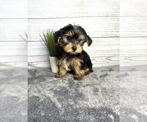 Yorkshire Terrier Puppy for sale in INDIANAPOLIS, IN, USA