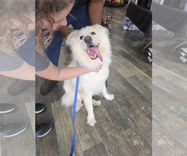 Medium Photo #3  Puppy For Sale in , 