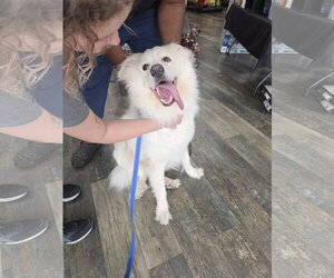Chow Chow-Great Pyrenees Mix Dogs for adoption in Houston, TX, USA