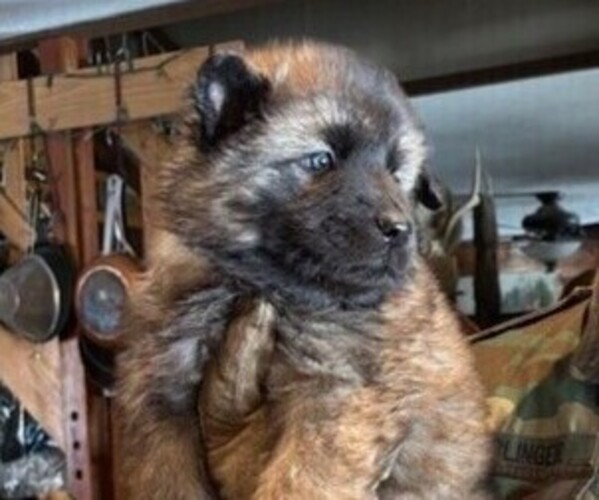 Medium Photo #1 German Shepherd Dog Puppy For Sale in MITCHELL, IN, USA