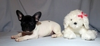 Small Photo #5 French Bulldog Puppy For Sale in ADRIAN, MI, USA