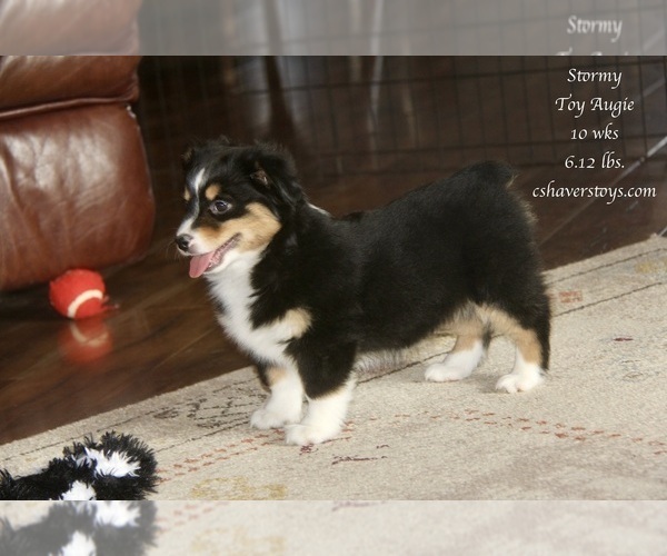 Medium Photo #5 Aussie-Corgi Puppy For Sale in LIND, WA, USA