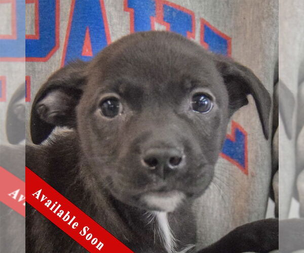 Medium Photo #1 Chiweenie Puppy For Sale in Huntley, IL, USA