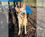 PEGASUS - Male Australian Shepherd Dog for Adoption - Small photo